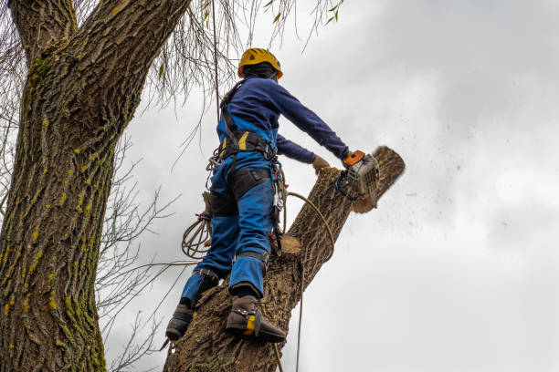 Large Tree Removal in San Anselmo, CA